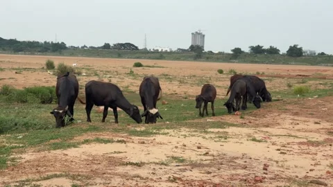 Herd of Cows Grazing on Dry Riverbed Near Bhubaneswar Odisha India Video stock 337306620