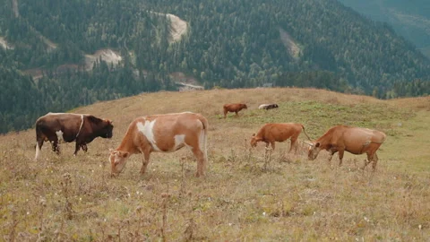 Herd of cows grazing eating grass on field in scenery mountains valley. Stock Footage 293081254