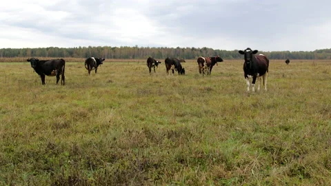 Herd of cows grazing in a field in cloudy weather chewing green grass and 스톡 동영상 143685113