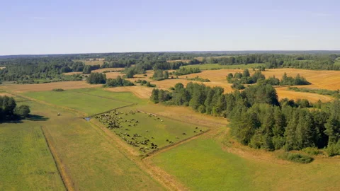 Herd of cows grazing in the field. Cows in the pasture, european landscape Видео 144241474