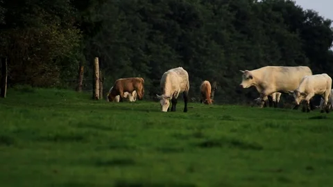 A herd of cows grazing in a field in the evening Stock Footage 88488530