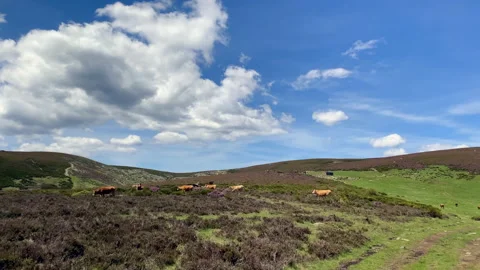 Herd of Cows grazing in the field Video stock 222018492