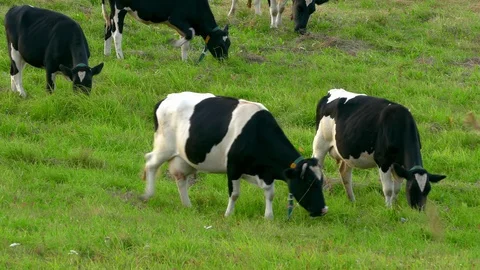Herd of Cows Grazing in Field in Late Summer Stock Footage 104169707