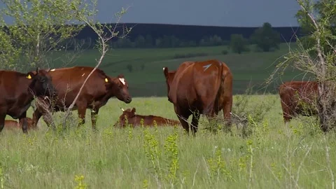 A herd of cows grazing in a field in the meadow. chew green grass Video stock 131445936