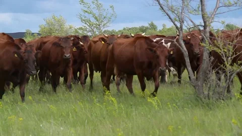 Herd of cows grazing in a field in the meadow. the herd goes on camera Stock-Footage 131445944