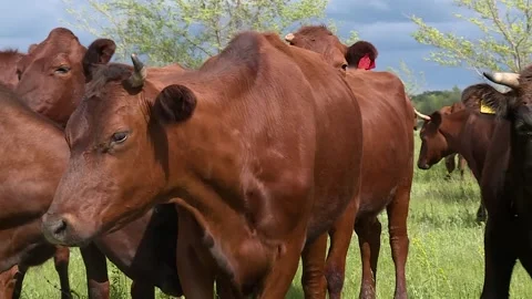 Herd of cows grazing in a field in the meadow run away from the camera Stock Footage 131445997