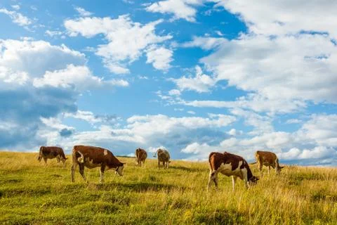 Herd of cows grazing on field Stock Photos