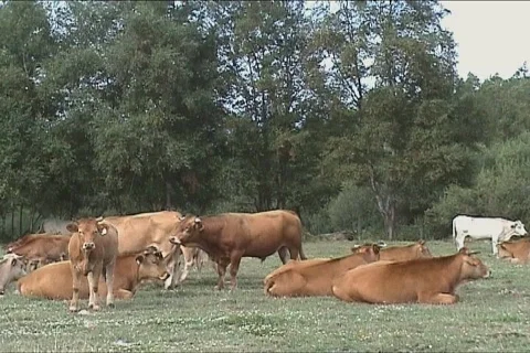 Herd of cows grazing  Stock Footage 113053