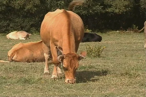 Herd of cows grazing  Stock Footage 116790