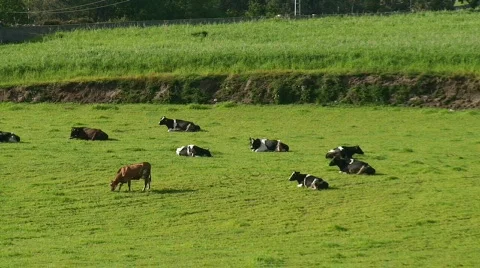 Herd of cows grazing Stock Footage 124488
