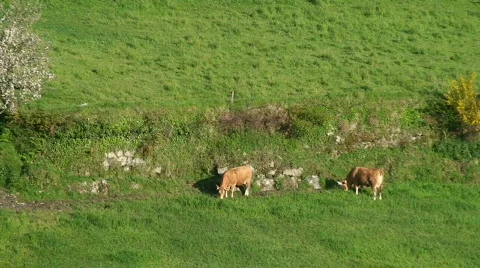 Herd of cows grazing Video stock 124490