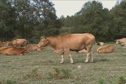 Herd of cows grazing Stock Footage 134053