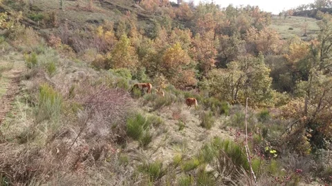 Herd of cows grazing free in the bush Stock Footage
