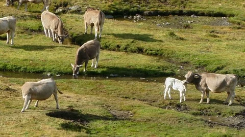 Herd of cows grazing in freedom. Stock Footage 79967291