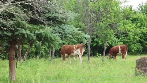 Herd of cows grazing in a fresh green opened  field on a cloudy summer day Stock Footage 323332829