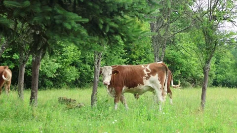 Herd of cows grazing in a fresh green opened  field on a cloudy summer day Stock Footage 323332837