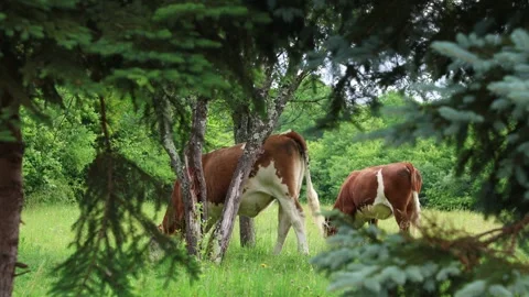 Herd of cows grazing in a fresh green opened  field on a cloudy summer day Vídeos de archivo 323332840