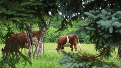 Herd of cows grazing in a fresh green opened  field on a cloudy summer day Stock Footage 323332842