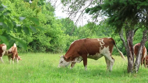 Herd of cows grazing in a fresh green opened  field on a cloudy summer day Stock Footage 323332857