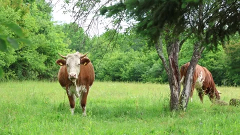 Herd of cows grazing in a fresh green opened  field on a cloudy summer day Stock Footage 323332859