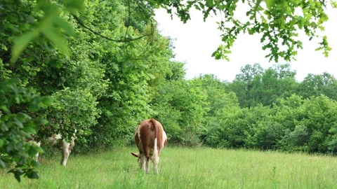 Herd of cows grazing in a fresh green opened  field on a cloudy summer day Stock Footage 323332860