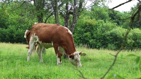 Herd of cows grazing in a fresh green opened  field on a cloudy summer day Stock Footage 323332862