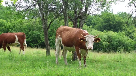 Herd of cows grazing in a fresh green opened  field on a cloudy summer day Vídeos de archivo 323332865
