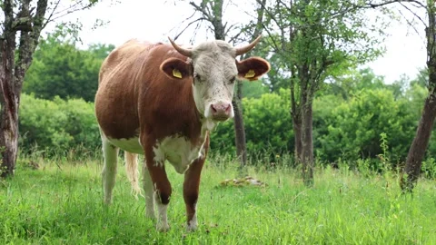 Herd of cows grazing in a fresh green opened  field on a cloudy summer day Stock Footage 323332894