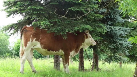 Herd of cows grazing in a fresh green opened  field on a cloudy summer day Stock Footage 323332898