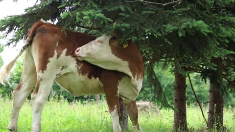 Herd of cows grazing in a fresh green opened  field on a cloudy summer day Stock Footage 323332910
