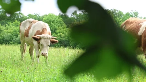 Herd of cows grazing in a fresh green opened  field on a cloudy summer day Stock Footage 323332911