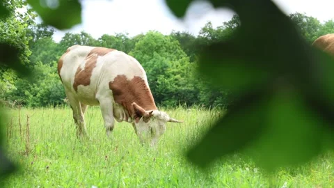 Herd of cows grazing in a fresh green opened  field on a cloudy summer day Vídeos de archivo 323332912