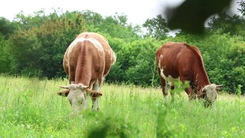 Herd of cows grazing in a fresh green opened  field on a cloudy summer day Stock Footage 323332913