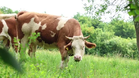 Herd of cows grazing in a fresh green opened  field on a cloudy summer day Stock Footage 323332914