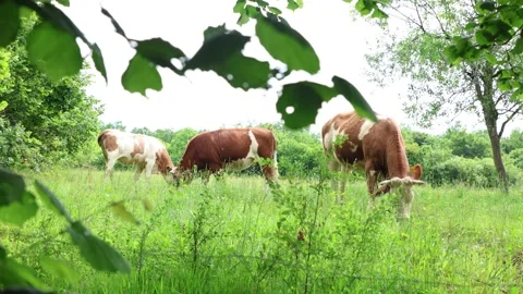 Herd of cows grazing in a fresh green opened  field on a cloudy summer day Stock Footage 323332925