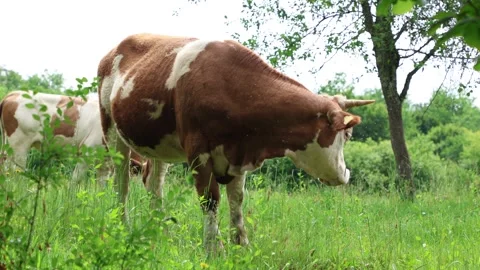 Herd of cows grazing in a fresh green opened  field on a cloudy summer day Stock Footage 323332927