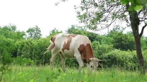 Herd of cows grazing in a fresh green opened  field on a cloudy summer day Stock Footage 323332928