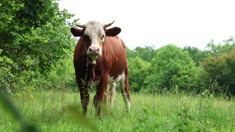 Herd of cows grazing in a fresh green opened  field on a cloudy summer day Stock Footage 323332929