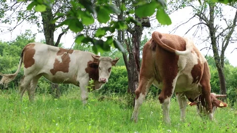 Herd of cows grazing in a fresh green opened  field on a cloudy summer day Stock Footage 323332930