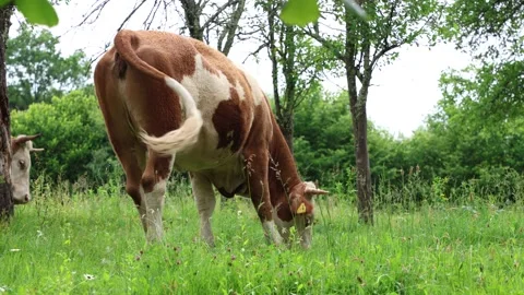 Herd of cows grazing in a fresh green opened  field on a cloudy summer day Stock Footage 323332944