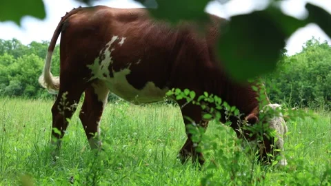 Herd of cows grazing in a fresh green opened  field on a cloudy summer day Stock Footage 323332945
