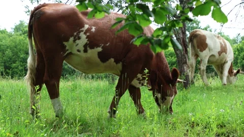 Herd of cows grazing in a fresh green opened  field on a cloudy summer day Stock Footage 323332946