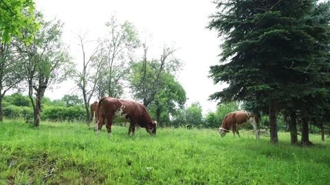 Herd of cows grazing in a fresh green opened  field on a cloudy summer day Vídeos de archivo 323332948