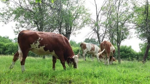 Herd of cows grazing in a fresh green opened  field on a cloudy summer day Stock Footage 323332949
