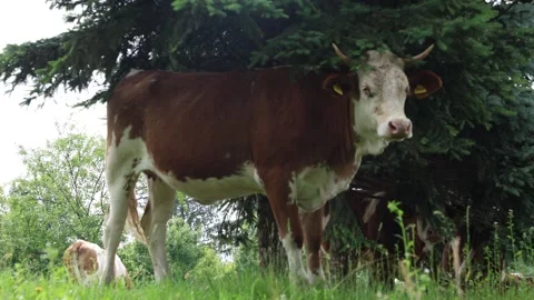 Herd of cows grazing in a fresh green opened  field on a cloudy summer day Stock Footage 323332958