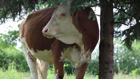 Herd of cows grazing in a fresh green opened  field on a cloudy summer day Stock Footage 323332959