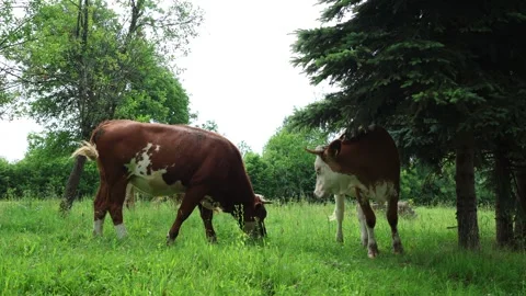 Herd of cows grazing in a fresh green opened  field on a cloudy summer day Stock Footage 323332961