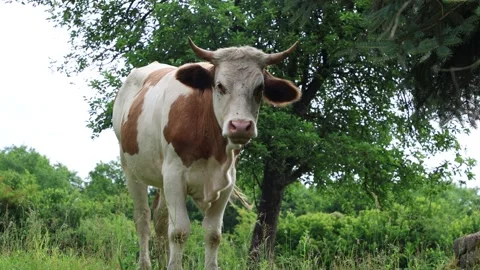 Herd of cows grazing in a fresh green opened  field on a cloudy summer day Stock Footage 323332971