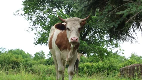 Herd of cows grazing in a fresh green opened  field on a cloudy summer day Stock Footage 323332973