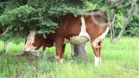 Herd of cows grazing in a fresh green opened  field on a cloudy summer day Stock Footage 323332974